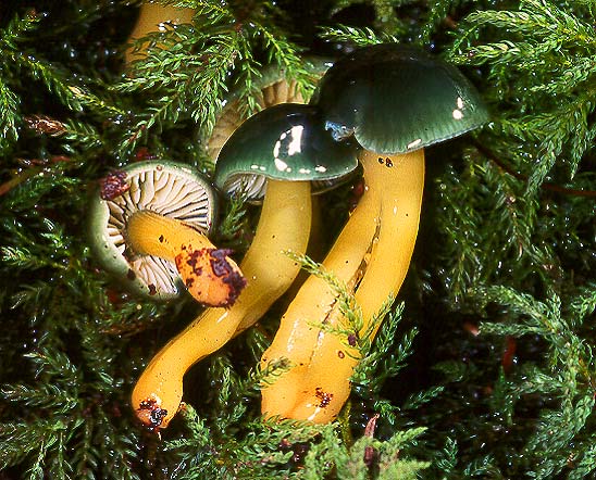Hygrocybe psittacina